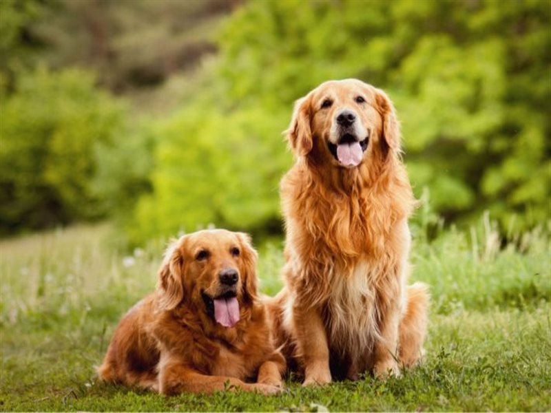 أفضل أنواع الكلاب للتربية المنزلية خصائص ومميزات