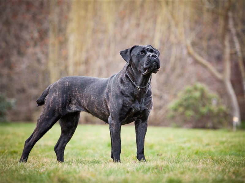 تعرف على نوع من أفضل كلاب الحراسة Cane Corso