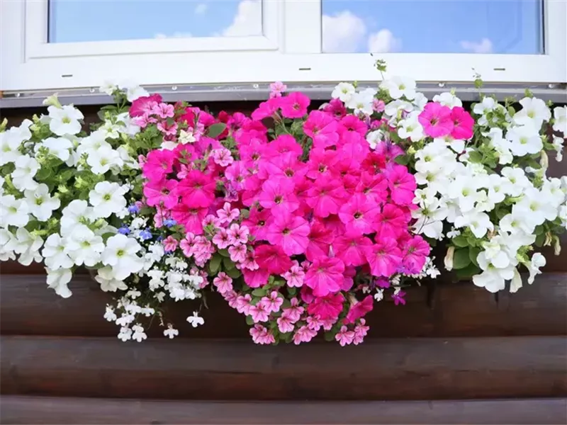 6 زهور تدوم طويلاً يمكنك إضافتها إلى نافذتك هذا الربيع 