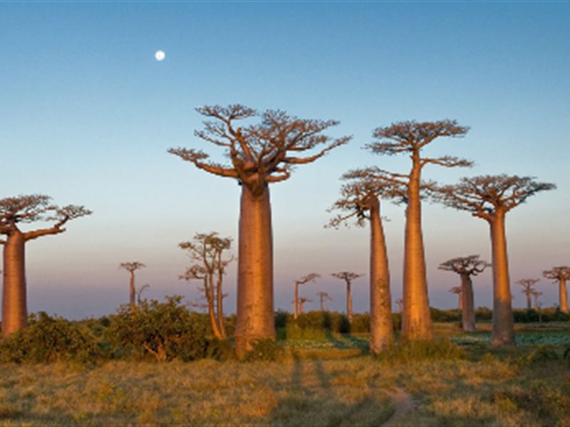 أكثر 5 دول أمانًا في أفريقيا لجميع أنواع المسافرين 