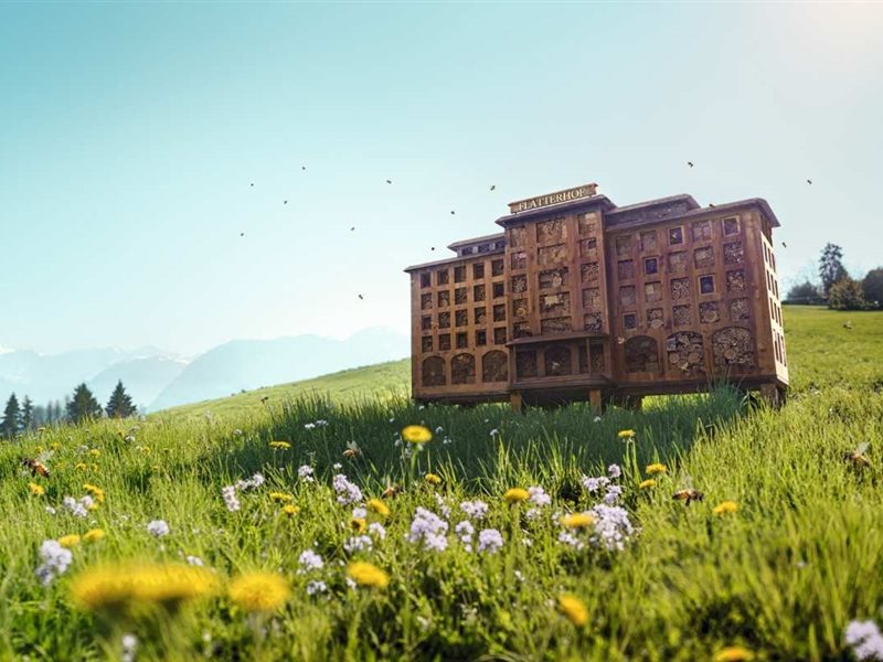   صدق أو لا تصدق.. سويسرا تفتح فنادقها للنحل والطيور والقنافذ 