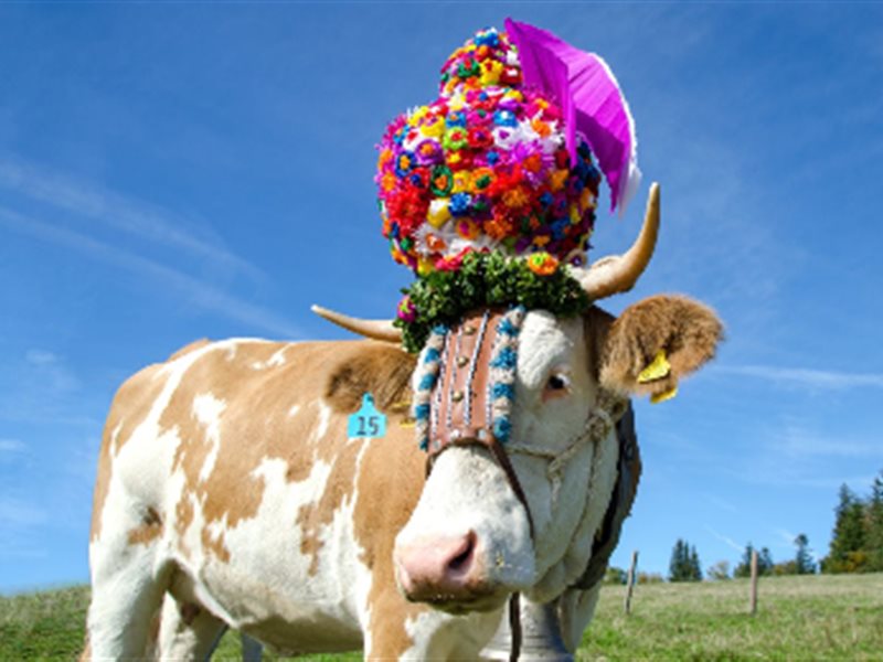 في الخريف .. مسيرات الأبقار في جبال الألب هي أجمل تقاليد سويسرا 