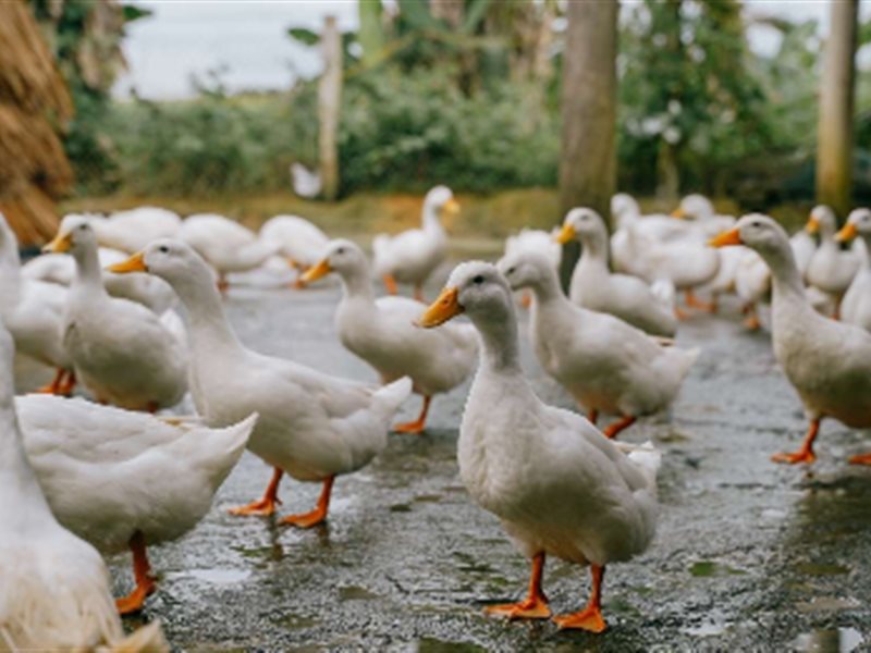 دليلك لزيارة مدينة البط في فيتنام