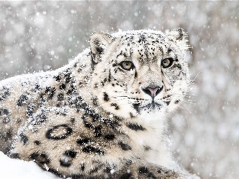 كيف يمكنك رؤية النمر الثلجي المراوغ في منطقة لاداخ الهندية