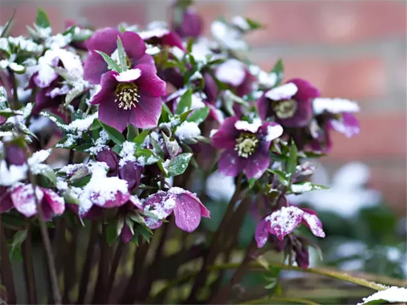 نباتات معمرة قادرة تزدهر بشكل جميل في الشتاء.. ازرعيها في منزلك