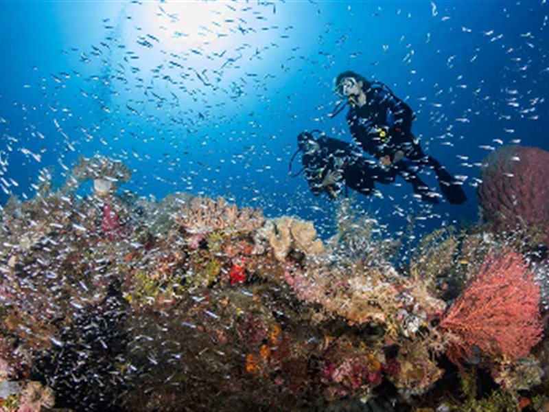 هل تُحبّ الغوص؟ هذا المنتجع الإندونيسي من أفضل الأماكن في العالم لممارسة الغوص